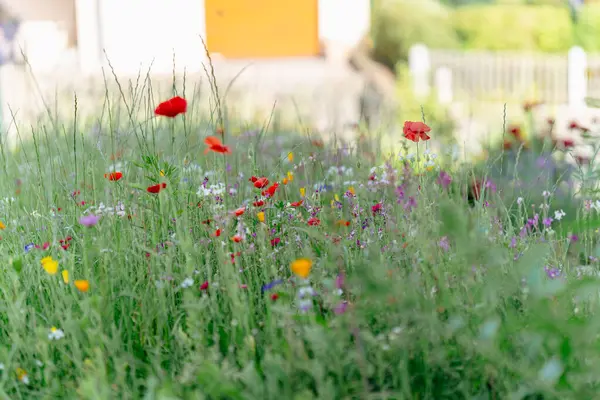 Renkli yaz çiçeklerinin çayırı