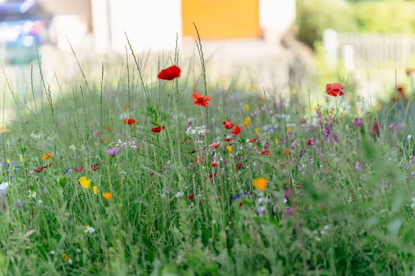 Renkli yaz çiçeklerinin çayırı
