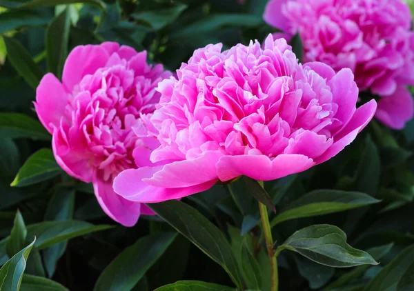 stock image 12.11.2022 Bialystok Poland.Delicate pink peonies in the garden.