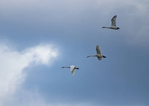 13.04.2023 Bialystok Poland. Uçan kuğuların zaman ve görüntüsü.