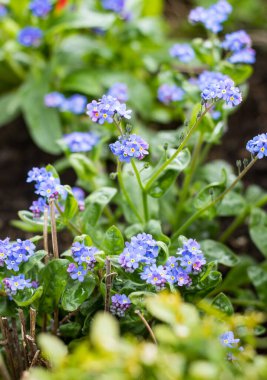 18.04.2023 Bialystok Poland.Mavi çiçekler bahçede unutma..