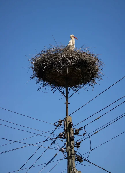 24.04.2023 Bialystok Poland.Leylek yuvası ve elektrik direği.