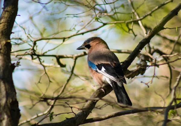 stock image 24.04.2023 Bialystok Poland.Colorful jay on a tree branch in the forest.