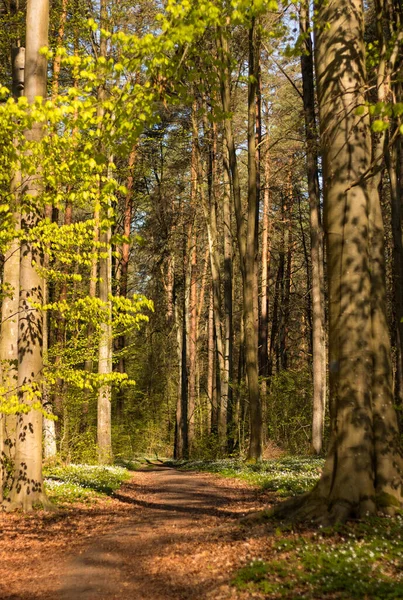 27.04.2023 Bialystok Poland.Güneşli bir sabah ve ağaçlar arasında orman yolu..