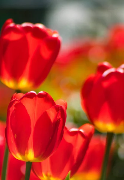 2023 Bialystok Poland Sunny Day Red Tulips Sun — Stock Photo, Image
