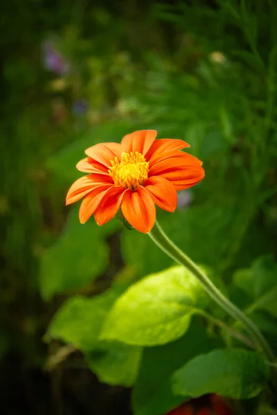 2023 Bialystok Poland Bahçedeki Yeşilliğin Arka Planında Güzel Tithania Çiçeği — Stok fotoğraf