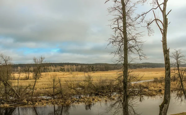 2023 スープラス ポーランド スプラス川と壊れた木の景色 — ストック写真