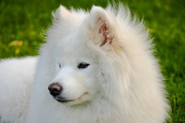 2.10.2023 Bialystok Poland.Parkta güneşli bir gün ve güzel beyaz samoed.