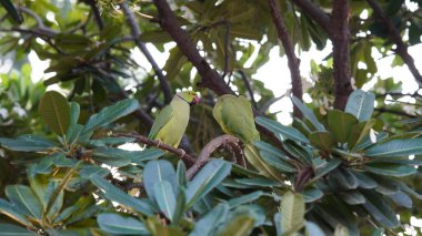 İki papağan birbirini ağaçta sever.