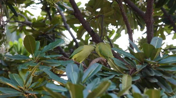 Zwei Papageien Lieben Sich Auf Baum — Stockfoto