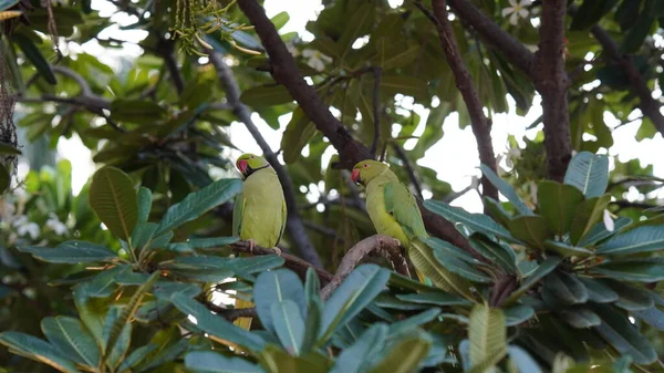 Két Szép Papagáj Fán — Stock Fotó