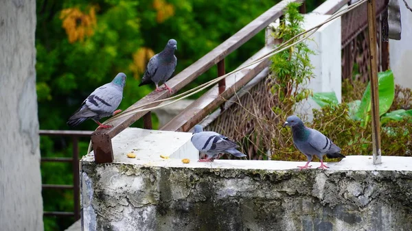 Troupeau Pigeons Assis Ensemble — Photo