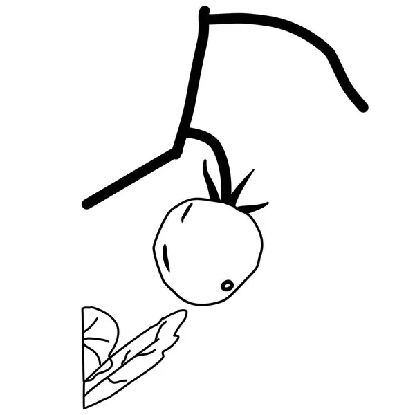 Saplı ve yapraklı el yapımı domates çizimi. Botanik baskılar, organik ürün ambalajı ya da doğal desen tasarımı için mükemmel..