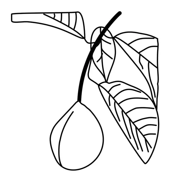 Basit bir çizimde el yapımı yaprak ve meyve deseni. Tekstil tasarımı, ambalajlama veya organik temalı çizimler için harika..