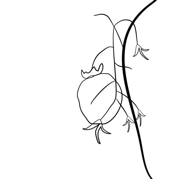 Minimalist domates bitkisi çizimi ve dalında meyve asılı. Doğa modelleri, organik ambalajlama veya eğitimsel botanik kullanım için ideal.