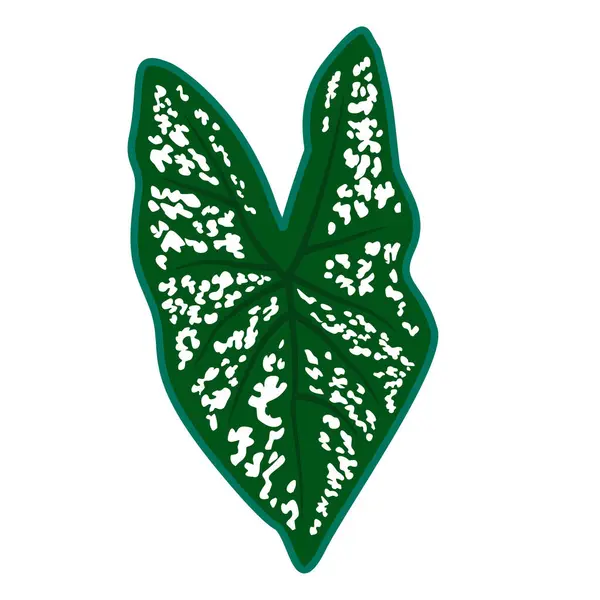 Beyaz desenli ve kalın damarlı yeşil yaprak. Taze, modern ve hayat dolu. Bahçe ya da tropikal temalar için mükemmel