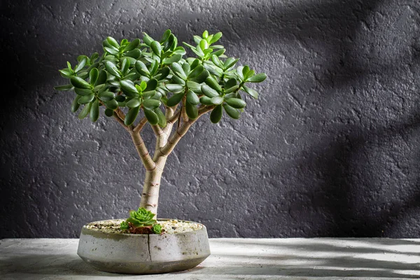 Jade Tree Cement Pot Close View Space Text Stock Photo