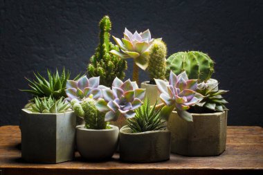 güzel kaktüs ve sulu bahçe ahşap masa ve karanlık arka plan