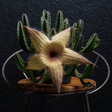 Dev bir Stapelia bitkisi, büyük, güzel bir çiçek ve koyu bir arka plan.
