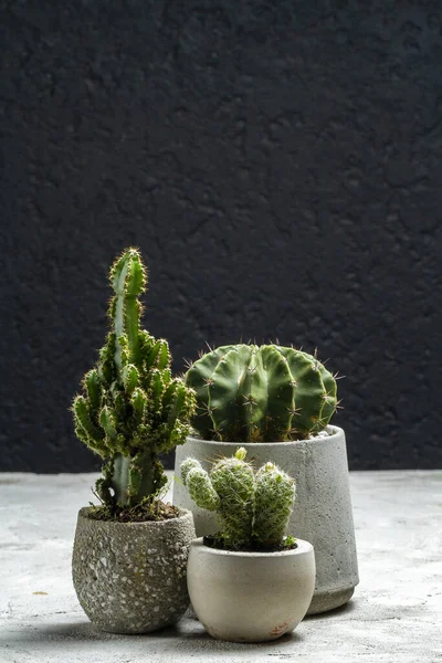 Stock image Group of beautiful cacti planted in cement pot and on a black background