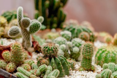 Güzel bir kaktüs seti, yakın çekim manzarası.