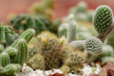 Güzel bir kaktüs seti, yakın çekim manzarası.