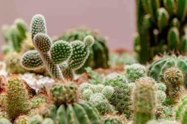 Güzel bir kaktüs seti, yakın çekim manzarası.