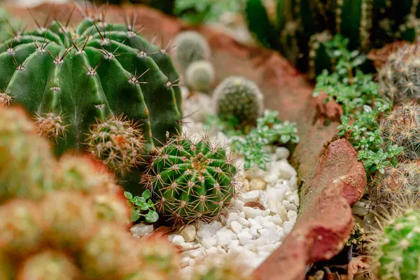 Set Beautiful Cacti Close View — Stock Photo, Image