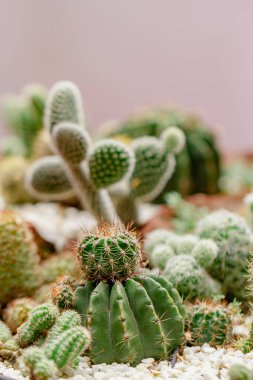 Güzel bir kaktüs seti, yakın çekim manzarası.