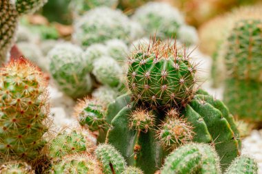 Güzel bir kaktüs seti, yakın çekim manzarası.