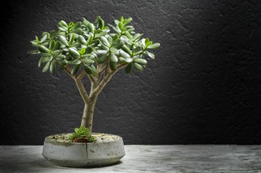 Yeşim Ağacı, Beton Saksısı Sulu Bitki, Metin İçin Yer