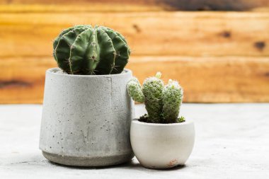 Çimento tencerelerinde güzel kaktüsler, metin için yer.