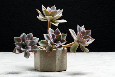 Beton kaplarda sulu bitki, metin için alan