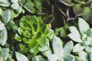 Güzel Sulu Bitki, Doğal Korsaj, Üst Manzara