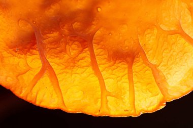 Doğadaki küçük mantarlar, yakın plan.