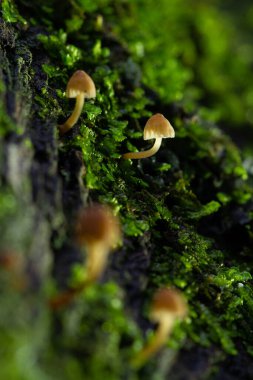 Küçük orman mantarları, yakın plan görüntüler.
