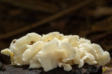 Küçük orman mantarları, yakın plan görüntüler.