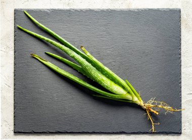 Resimde kökleri tahtaya serpilmiş bir aloe vera bitkisi görebilirsiniz.