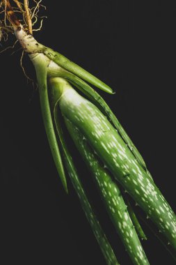 Resimde kökleri tahtaya serpilmiş bir aloe vera bitkisi görebilirsiniz.