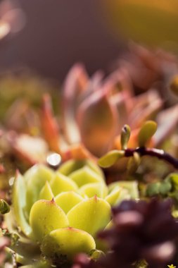 Rengarenk sulu bitkilerden oluşan bir grup, eski tarz bir resim ile görülür.