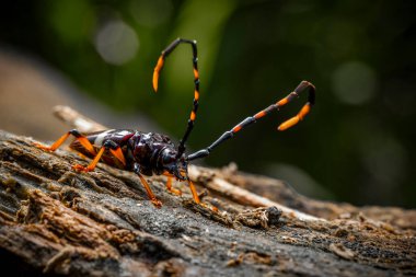 Bu resimde palyaço böceğinin (Acrocinus longimanus) ön plan görüntüsünü görebilirsiniz.