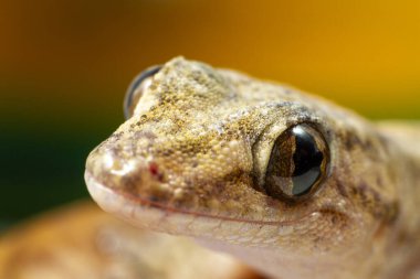 küçük kertenkele ya da kahverengi tonlu kertenkele, yakın plan görüntü