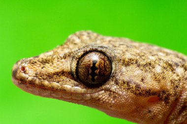 küçük kertenkele ya da kahverengi tonlu kertenkele, yakın plan görüntü