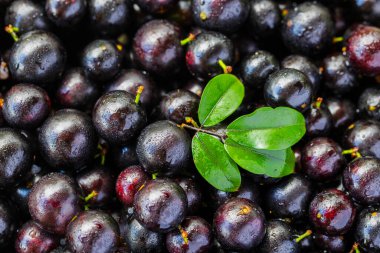 Egzotik ve lezzetli Jaboticaba meyveleri, Amazon kökenli bir meyve, imaj