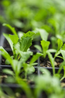 Yumuşak doğal ışıkta bir fidanlıkta yetişen küçük fideler.