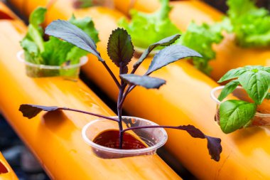 Mor lahana ve maydanozun yakın çekimi turuncu borularla birlikte hidroponik sistemde büyüyor.