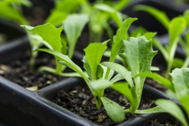 Yumuşak doğal ışıkta bir fidanlıkta yetişen küçük fideler.