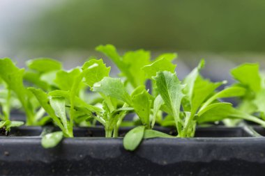 Yumuşak doğal ışıkta bir fidanlıkta yetişen küçük fideler.
