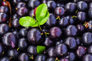 Egzotik ve lezzetli Jaboticaba meyveleri, Amazon kökenli bir meyve, imaj