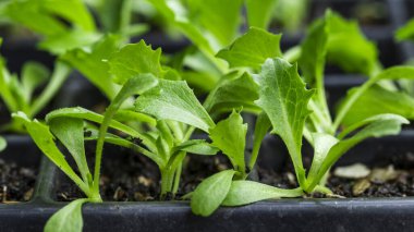 Yumuşak doğal ışıkta bir fidanlıkta yetişen küçük fideler.
